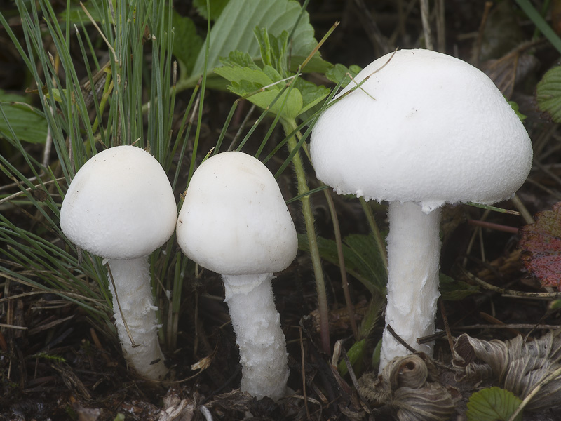 Lepiota erminea